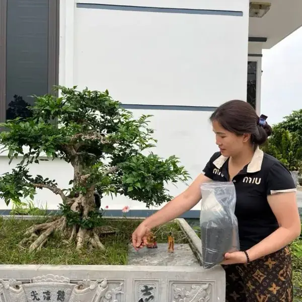 Hướng dẫn sử dụng phân hữu cơ